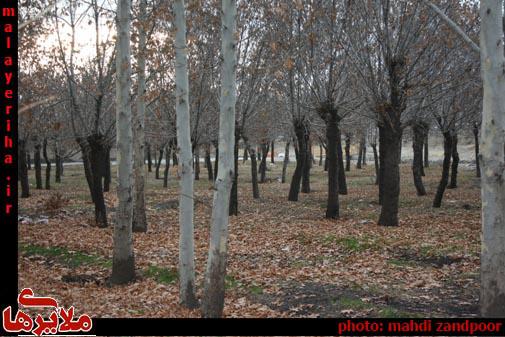 جامانده‌های پاییز در زمستان