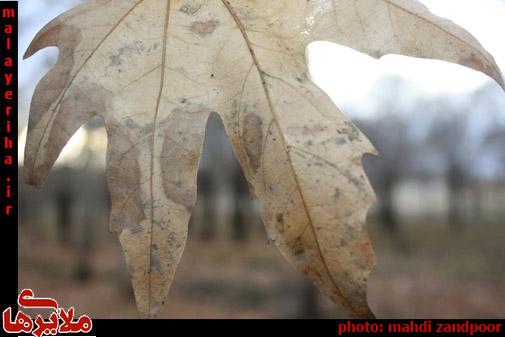 جامانده‌های پاییز در زمستان