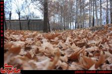 جامانده‌های پاییز در زمستان